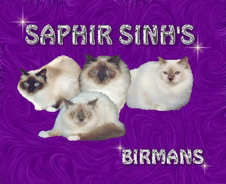 Saphir Sinh�s Birmans - Click to enter